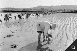 농촌모내기(1962, CET0041523(1-1)) 참고 이미지