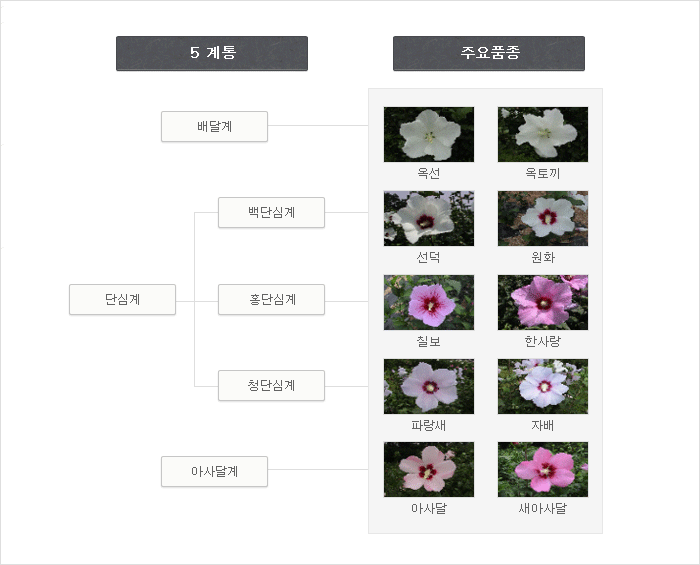 무궁화의 종류와 주요 픔종을 설명하는 그림